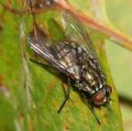 Dasyphora albofasciata